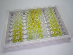 尼克酰胺腺嘌呤二核苷酸磷酸氧化酶4(NOX4)检测试剂盒(酶联免疫吸附试验法)