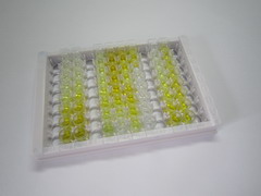 尼克酰胺腺嘌呤二核苷酸磷酸氧化酶4(NOX4)检测试剂盒(酶联免疫吸附试验法)