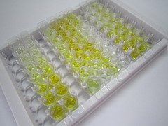 尼克酰胺腺嘌呤二核苷酸磷酸氧化酶4(NOX4)检测试剂盒(酶联免疫吸附试验法)