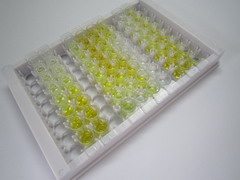 Smad同源物4(Smad4)检测试剂盒(酶联免疫吸附试验法)