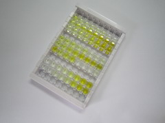 转化生长因子β3(TGFb3)检测试剂盒(酶联免疫吸附试验法)