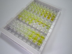 转化生长因子β3(TGFb3)检测试剂盒(酶联免疫吸附试验法)