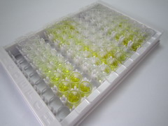 超氧化物歧化酶1(SOD1)检测试剂盒(酶联免疫吸附试验法)