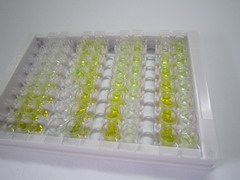多配体蛋白聚糖1(SDC1)检测试剂盒(酶联免疫吸附试验法)