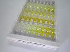 基质金属蛋白酶28(MMP28)检测试剂盒(酶联免疫吸附试验法)