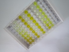 触珠蛋白相关蛋白(HPR)检测试剂盒(酶联免疫吸附试验法)