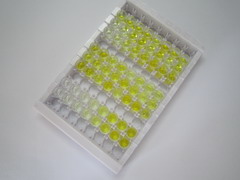 D組著色性干皮病偶聯(lián)因子(XPD)檢測試劑盒(酶聯(lián)免疫吸附試驗法)