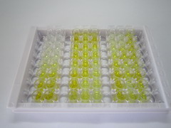 葡萄糖转运蛋白4(GLUT4)检测试剂盒(酶联免疫吸附试验法)