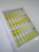 白介素4受体(IL4R)检测试剂盒(酶联免疫吸附试验法)
