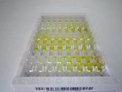 热休克蛋白β8(HSPb8)检测试剂盒(酶联免疫吸附试验法)