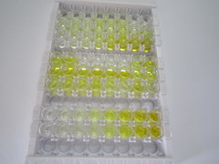 生长分化因子15(GDF15)检测试剂盒(酶联免疫吸附试验法)