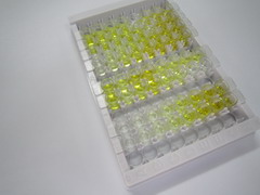 S100钙结合蛋白A10(S100A10)检测试剂盒(酶联免疫吸附试验法)