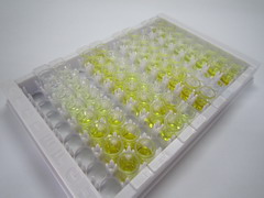 层粘连蛋白γ1(LAMC1)检测试剂盒(酶联免疫吸附试验法)