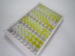 层粘连蛋白γ2(LAMC2)检测试剂盒(酶联免疫吸附试验法)