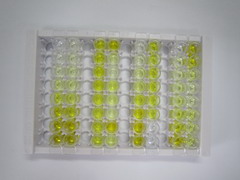 整合素β6(ITGb6)检测试剂盒(酶联免疫吸附试验法)