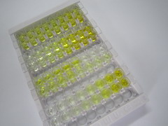 生长分化因子1(GDF1)检测试剂盒(酶联免疫吸附试验法)