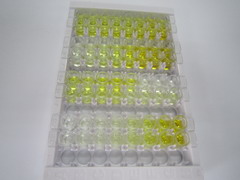 生长分化因子3(GDF3)检测试剂盒(酶联免疫吸附试验法)