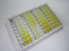 生长分化因子11(GDF11)检测试剂盒(酶联免疫吸附试验法)