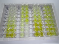 Gremlin 1蛋白(GREM1)检测试剂盒(酶联免疫吸附试验法)