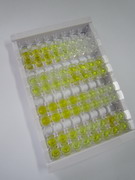 Ⅵ型胶原α1(COL6a1)检测试剂盒(酶联免疫吸附试验法)
