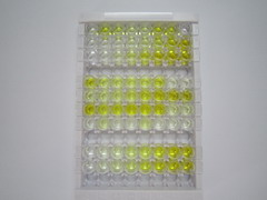 神经调节素2(NRG2)检测试剂盒(酶联免疫吸附试验法)