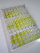 蛋白磷酸酶1调节因子亚基15A(PPP1R15A)检测试剂盒(酶联免疫吸附试验法)