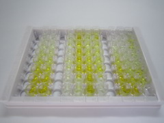 早老素1(PSEN1)检测试剂盒(酶联免疫吸附试验法)