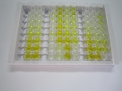 桥粒芯糖蛋白2(DSG2)检测试剂盒(酶联免疫吸附试验法)