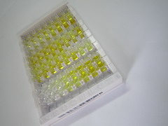 辅肌动蛋白α4(ACTN4)检测试剂盒(酶联免疫吸附试验法)