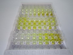 11-β-羟基类固醇脱氢酶1(HSD11b1)检测试剂盒(酶联免疫吸附试验法)
