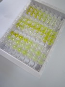离子化钙结合适配分子1(AIF1)检测试剂盒(酶联免疫吸附试验法)