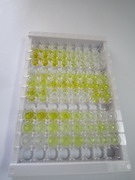离子化钙结合适配分子1(AIF1)检测试剂盒(酶联免疫吸附试验法)