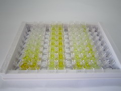 转录激活因子3(ATF3)检测试剂盒(酶联免疫吸附试验法)