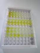烟碱型胆碱受体α7(CHRNa7)检测试剂盒(酶联免疫吸附试验法)