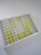 腦特異性血管生長(zhǎng)抑制因子1(BAI1)檢測(cè)試劑盒(酶聯(lián)免疫吸附試驗(yàn)法)