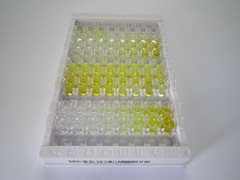 封闭蛋白1(CLDN1)检测试剂盒(酶联免疫吸附试验法)