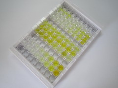 心营养素样细胞因子1(CLCF1)检测试剂盒(酶联免疫吸附试验法)