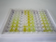 内皮细胞特异分子1(ESM1)检测试剂盒(酶联免疫吸附试验法)