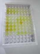 Janus激酶1(JAK1)检测试剂盒(酶联免疫吸附试验法)
