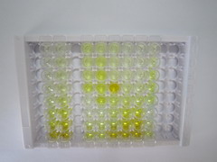 淋巴細胞胞漿蛋白1(LCP1)檢測試劑盒(酶聯(lián)免疫吸附試驗法)