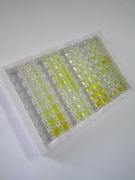 天冬酰胺內(nèi)肽酶(LGMN)檢測試劑盒(酶聯(lián)免疫吸附試驗(yàn)法)
