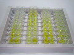 Y-框结合蛋白1(YBX1)检测试剂盒(酶联免疫吸附试验法)