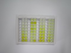 甲基CpG结合蛋白2(MECP2)检测试剂盒(酶联免疫吸附试验法)