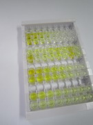 多聚蛋白1(MMRN1)检测试剂盒(酶联免疫吸附试验法)