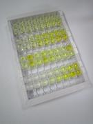 Sec642hu Elisa Kit For Moesin Msn Homo Sapiens Human Uscn Wuhan Uscn Business Co Ltd