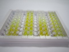 嗜中性粒细胞胞浆因子1(NCF1)检测试剂盒(酶联免疫吸附试验法)