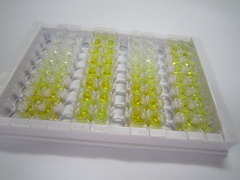 气味结合蛋白2A(OBP2A)检测试剂盒(酶联免疫吸附试验法)