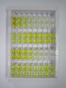 甲状旁腺素受体1(PTHR1)检测试剂盒(酶联免疫吸附试验法)
