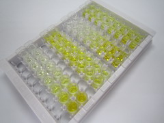 外周鞘磷脂蛋白22(PMP22)檢測試劑盒(酶聯(lián)免疫吸附試驗法)