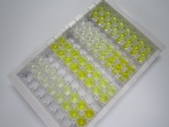 过氧化还原酶1(PRDX1)检测试剂盒(酶联免疫吸附试验法)